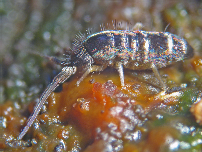 Collembola  Arthropleona